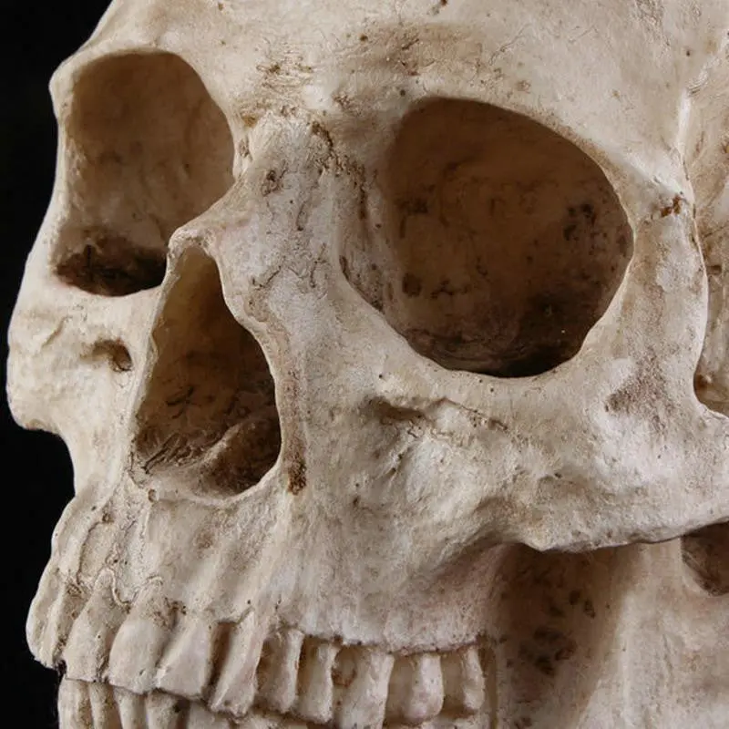 Human Skull Head Resin Halloween Haunt Stage Prop Decoration Cool Creative 77894 1