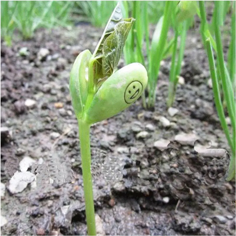 Mini Magic 10Pcs White Bean Seeds Gift Plant Growing Message Word Love Office Home57674 1