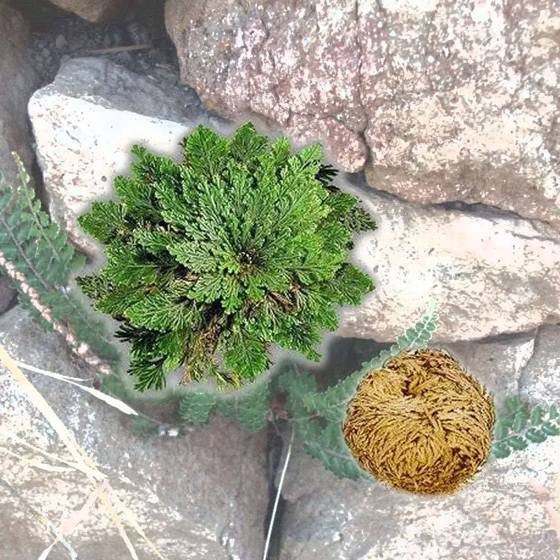 Practical Live Resurrection Plant Rose Of Jericho Dinosaur Plant Air Fern Spike Moss 1