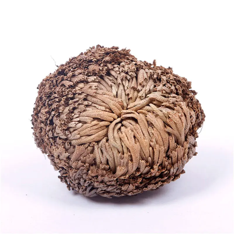 Practical Live Resurrection Plant Rose Of Jericho Dinosaur Plant Air Fern Spike Moss 2